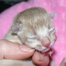Kitten